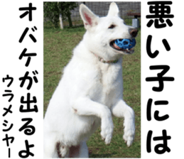 THE White Shepherd Dog! No,5 (P) sticker #14253161