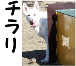 THE White Shepherd Dog! No,5 (P) sticker #14253162