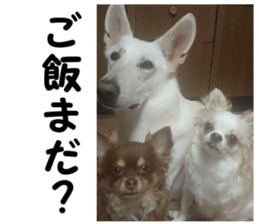 THE White Shepherd Dog! No,5 (P) sticker #14253163