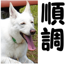 THE White Shepherd Dog! No,5 (P) sticker #14253164