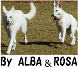 THE White Shepherd Dog! No,5 (P) sticker #14253165