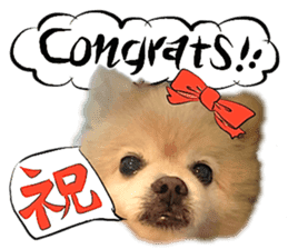 Dog Talk!!Dog Photos,English&Japanese sticker #14253799