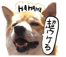 Dog Talk!!Dog Photos,English&Japanese sticker #14253800