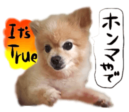 Dog Talk!!Dog Photos,English&Japanese sticker #14253801