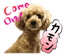 Dog Talk!!Dog Photos,English&Japanese sticker #14253802