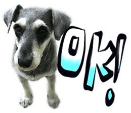 Dog Talk!!Dog Photos,English&Japanese sticker #14253804