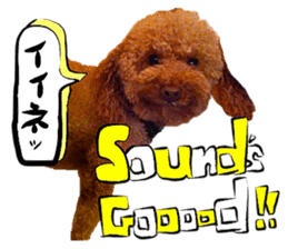 Dog Talk!!Dog Photos,English&Japanese sticker #14253805