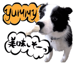 Dog Talk!!Dog Photos,English&Japanese sticker #14253806