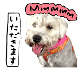 Dog Talk!!Dog Photos,English&Japanese sticker #14253807
