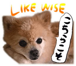 Dog Talk!!Dog Photos,English&Japanese sticker #14253809