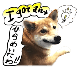 Dog Talk!!Dog Photos,English&Japanese sticker #14253810