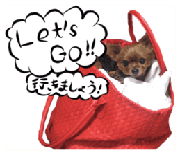 Dog Talk!!Dog Photos,English&Japanese sticker #14253812