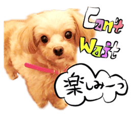 Dog Talk!!Dog Photos,English&Japanese sticker #14253813