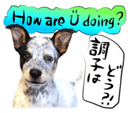 Dog Talk!!Dog Photos,English&Japanese sticker #14253814