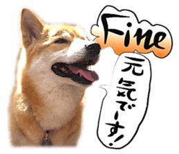 Dog Talk!!Dog Photos,English&Japanese sticker #14253815