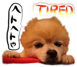 Dog Talk!!Dog Photos,English&Japanese sticker #14253816