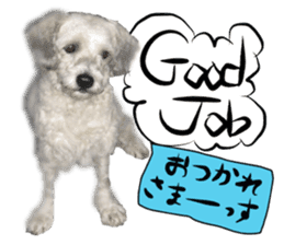 Dog Talk!!Dog Photos,English&Japanese sticker #14253817