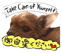 Dog Talk!!Dog Photos,English&Japanese sticker #14253819