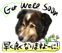 Dog Talk!!Dog Photos,English&Japanese sticker #14253820