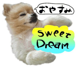 Dog Talk!!Dog Photos,English&Japanese sticker #14253821