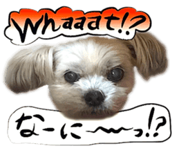 Dog Talk!!Dog Photos,English&Japanese sticker #14253822