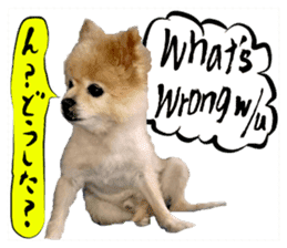 Dog Talk!!Dog Photos,English&Japanese sticker #14253823