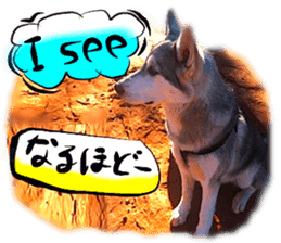 Dog Talk!!Dog Photos,English&Japanese sticker #14253824