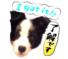 Dog Talk!!Dog Photos,English&Japanese sticker #14253825