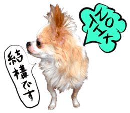 Dog Talk!!Dog Photos,English&Japanese sticker #14253826