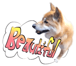 Dog Talk!!Dog Photos,English&Japanese sticker #14253827