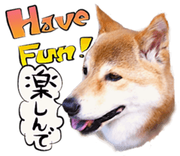 Dog Talk!!Dog Photos,English&Japanese sticker #14253829