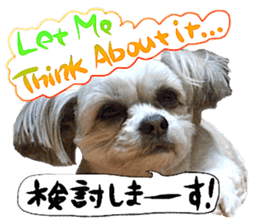 Dog Talk!!Dog Photos,English&Japanese sticker #14253831