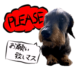 Dog Talk!!Dog Photos,English&Japanese sticker #14253832