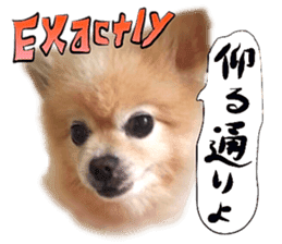 Dog Talk!!Dog Photos,English&Japanese sticker #14253833