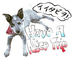 Dog Talk!!Dog Photos,English&Japanese sticker #14253835