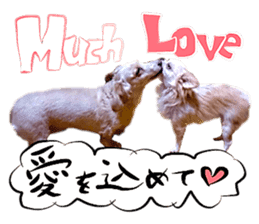 Dog Talk!!Dog Photos,English&Japanese sticker #14253836