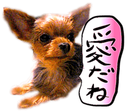 Dog Talk!!with friends, Photos,Japanese sticker #14254367