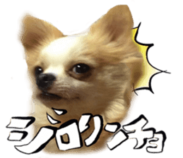 Dog Talk!!with friends, Photos,Japanese sticker #14254370