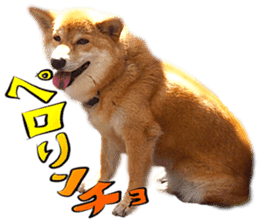 Dog Talk!!with friends, Photos,Japanese sticker #14254371