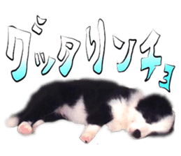 Dog Talk!!with friends, Photos,Japanese sticker #14254373