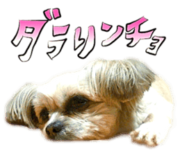 Dog Talk!!with friends, Photos,Japanese sticker #14254374