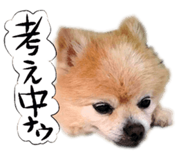 Dog Talk!!with friends, Photos,Japanese sticker #14254377