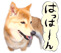 Dog Talk!!with friends, Photos,Japanese sticker #14254379