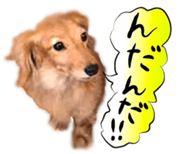 Dog Talk!!with friends, Photos,Japanese sticker #14254381