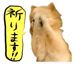 Dog Talk!!with friends, Photos,Japanese sticker #14254383