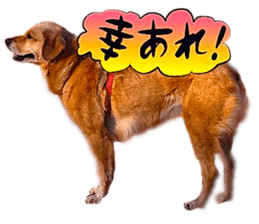 Dog Talk!!with friends, Photos,Japanese sticker #14254385