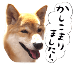 Dog Talk!!with friends, Photos,Japanese sticker #14254387