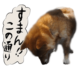 Dog Talk!!with friends, Photos,Japanese sticker #14254389