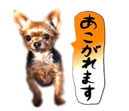 Dog Talk!!with friends, Photos,Japanese sticker #14254390