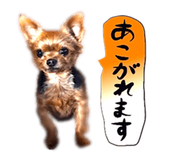 Dog Talk!!with friends, Photos,Japanese sticker #14254390
